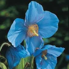 Premier Flower Seeds for Planting - 100 pcs