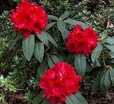 Rhododendron Red Flower Seeds for Planting - NON GMO Seeds for planting in home garden