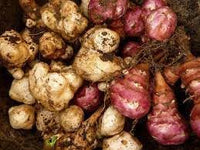 Jerusalem Artichoke Helianthus tuberosus seeds for garden planting