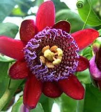 Riesengranadilla Flower Seeds for Planting â€“ NON GMO Seeds