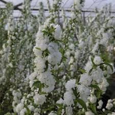Heirloom Mume Albo Plena Flower Seeds for Garden Planting, Non-GMO, White Blooms for Spring