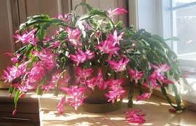 Schlumbergera Flower Seeds Heirloom Non GMO Planting - 100 pcs for planting in home garden