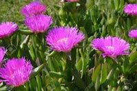 Carpobrotus Flower Seeds for Planting - 100 pcs
