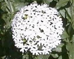 Heirloom Non-GMO Maltese Cross Flower Seeds for Planting – Bright Red Hardy Blooms for Cottage Gardens