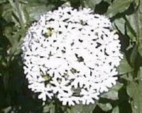 Heirloom Non-GMO Maltese Cross Flower Seeds for Planting – Bright Red Hardy Blooms for Cottage Gardens