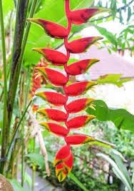 False Bird of Paradise Flower Seeds – Heirloom Non-GMO Seeds for Tropical and Ornamental Garden Planting