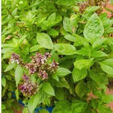 Basil Herb Seeds for Planting-Heirloom & Non-GMO Seeds for planting Scientific Name Placeholder for planting in home garden