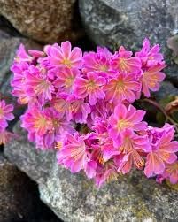 Lewisia Flower Seeds for Garden Planting - NON GMO Seeds