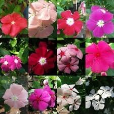 Vinca Periwinkle Flower Seeds for Planting - NON GMO Seeds for planting in home garden