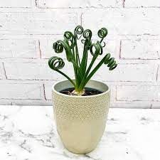 Curly Twisted Plant Seeds for Planting - 100 pcs