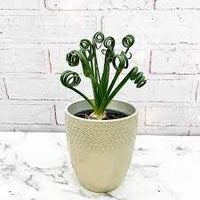 Curly Twisted Plant Seeds for Planting - 100 pcs