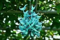 Jadewein Flower Seeds for Planting 100 pcs seeds for planting in home garden