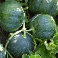 Pocket Melon Fruit Seed Pack for Small, Sweet Melon Varieties 100 Pcs pcs