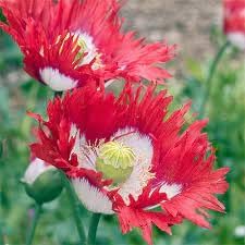 Danish Flower Seeds for Planting 100 pcs -Hierloom Flower Seeds - Flower for planting in home garden