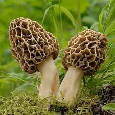 Morchel Vegetable Seeds for Planting - 100 Pcs pcs