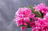 Carnations Flower Seeds for Garden Planting - NON GMO Seeds for planting in home garden