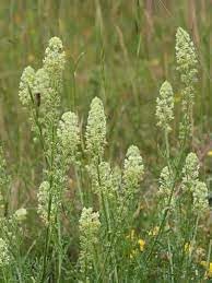 Mignonette Plant Seeds for Planting - 100 Pcs pcs