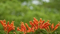 Creeper Flower Planting Seeds for Garden NON GMO Seeds