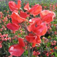 Pea Pearl Flower Seeds – Heirloom Non-GMO Seeds for Fragrant and Compact Garden Planting