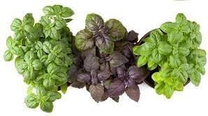 Basil Seed Mix for Growing Flavorful Herb Gardens and Microgreens Scientific Name Placeholder for planting in home garden