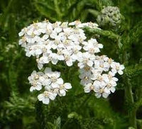 Achillea Millefolium Flower Seeds Heirloom Non GMO Planting - 100 pcs for planting in home garden
