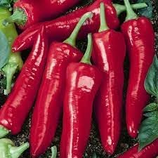 Jim Legacy Pepper Seeds for Planting - 100 Pcs pcs