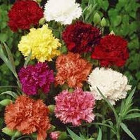 Carnation Flower Seeds Heirloom Non GMO Planting - 100 pcs
