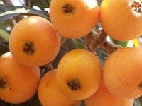 Mispel Fruit Seeds - Perfect for Growing Unique, Aromatic Fruits 100 Pcs pcs