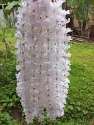 100 Pcs