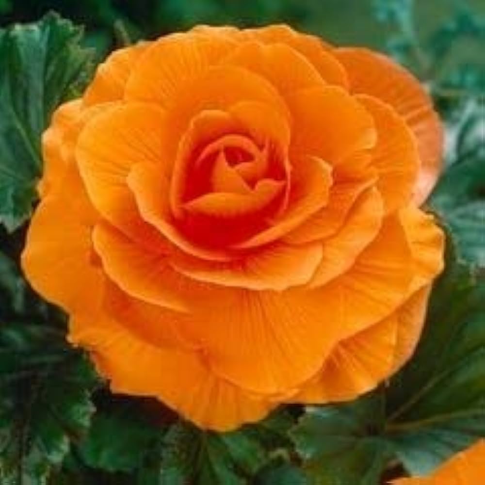 Camellia Orange Flower Seeds – Heirloom Non-GMO Garden Blooms for Lush Landscaping seeds for planting in home garden