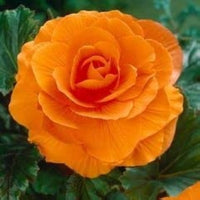 Camellia Orange Flower Seeds – Heirloom Non-GMO Garden Blooms for Lush Landscaping seeds for planting in home garden