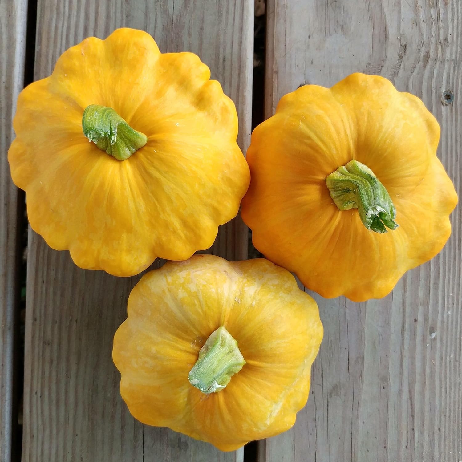 Pattypan Vegetable Seeds for Planting - 100 Pcs pcs