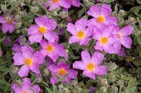 CISTUS Flower Seeds for Planting - 100 pcs for planting in your garden.