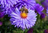 Organic Chrysanthemum Yellow Purple Flower Seeds for Planting – Heirloom, Non-GMO