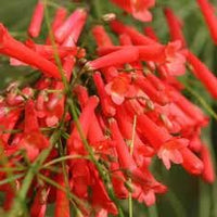 Russelia Flower Seeds for Planting, 100 pcs