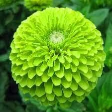 Organic Heirloom Non-GMO Light Green Zinnia Seeds for Planting – Vibrant Garden Blooms