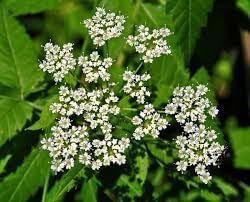 Cicuta Maculata Plant Seeds for Planting - 100 pcs