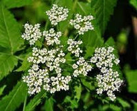 Cicuta Maculata Plant Seeds for Planting - 100 pcs