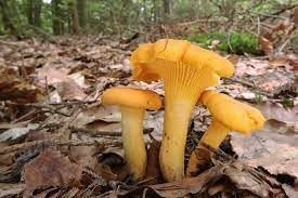 Yellow Mushroom Seeds for Planting - 100 Pcs pcs