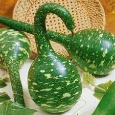 Speckled Swan Pumpkin Cucurbita spp. seeds for planting