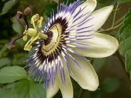 Heirloom Non-GMO Passionflower Seeds for Planting ƒ?? Exotic Climbing Flowering Vine Seeds