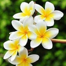 Frangipani Flower Seeds – Heirloom Non-GMO Plumeria Seeds for Unique Tropical Gardens