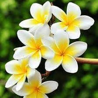 Frangipani Flower Seeds – Heirloom Non-GMO Plumeria Seeds for Unique Tropical Gardens