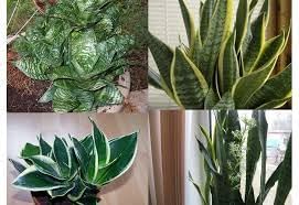 Sansevieria Plant Seeds for Garden Planting - NON GMO Seeds