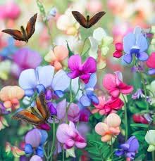 Bijou Flower Seeds for Planting – Fresh, Organic, Heirloom, Non-GMO Dwarf Garden Blooms