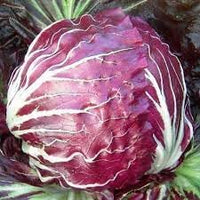 Radicchio Seeds for Planting - 100 Pcs pcs