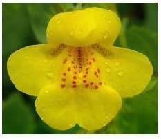 Yellow Mimulus Flower Seeds for Planting 100 pcs