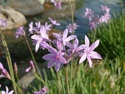 Tulbaghia Flower Seeds for Planting – Fresh, Organic, Heirloom, Non-GMO Society Garlic Seeds for planting in your garden.