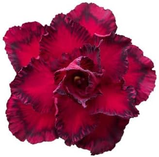 Burgundy Adenium Obesum Flower Seeds ƒ?? Heirloom Non-GMO Desert Rose Blooms for Garden Planting