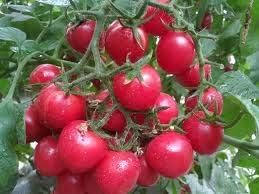 Dark Pink Tomato Seeds for Planting - 100 Pcs pcs